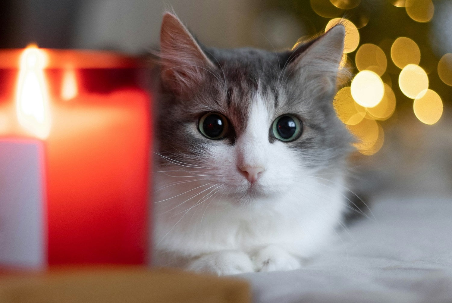 Are candles bad for cats?
