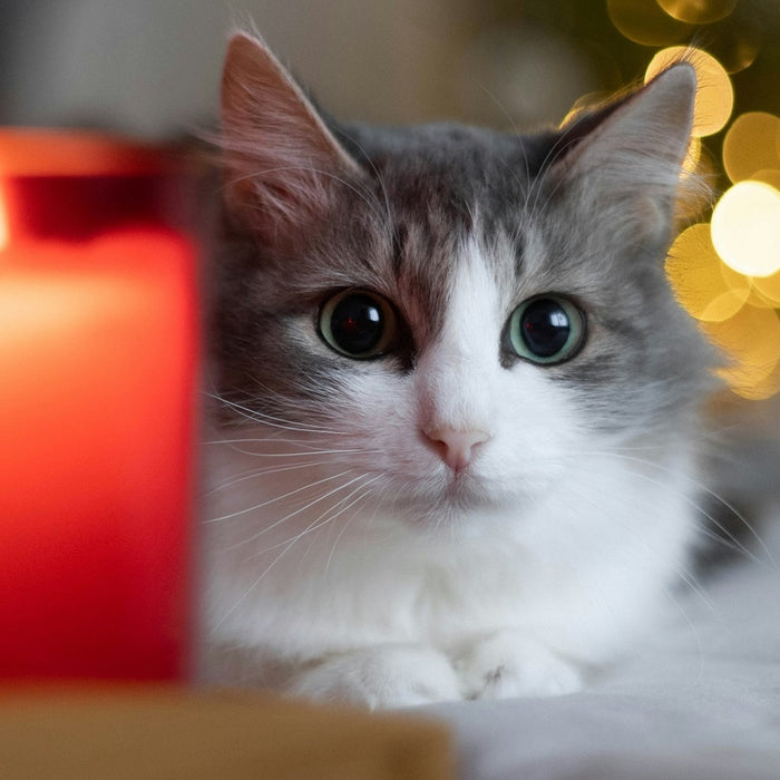 Are candles bad for cats?