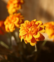 23 Inch Artificial Dahlia Stems 10 Pcs Fall Colors Silk Flowers for Arrangements
