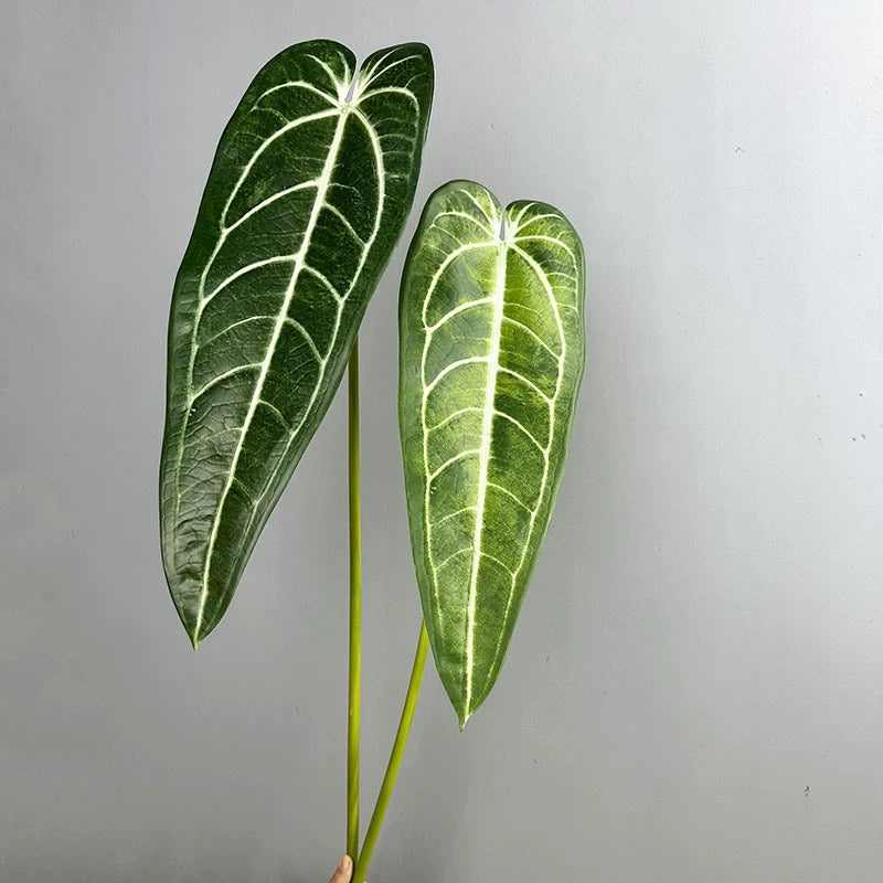 2-Pack Realistic Anthurium Faux Greenery, 35" Long Artificial Leaves, Light Green & Green, Indoor Home Decor, Wedding Centerpieces, Floral Arrangements