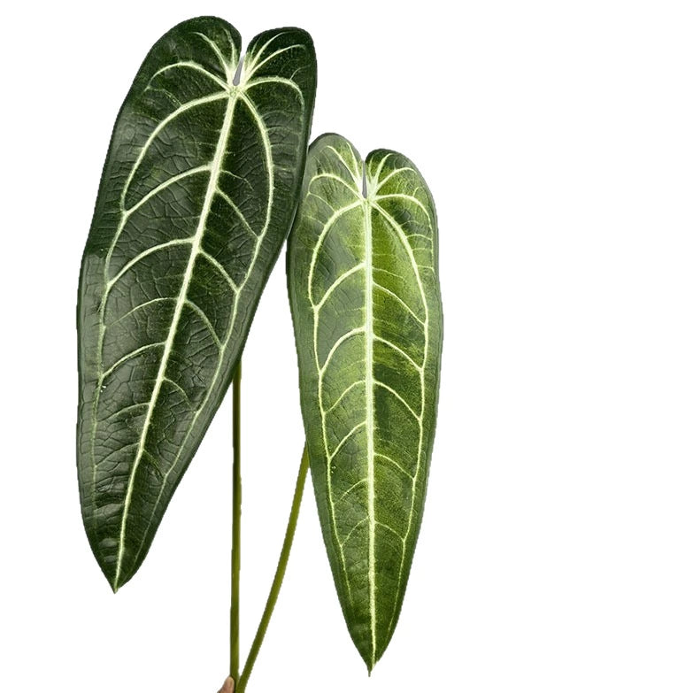 2-Pack Realistic Anthurium Faux Greenery, 35" Long Artificial Leaves, Light Green & Green, Indoor Home Decor, Wedding Centerpieces, Floral Arrangements