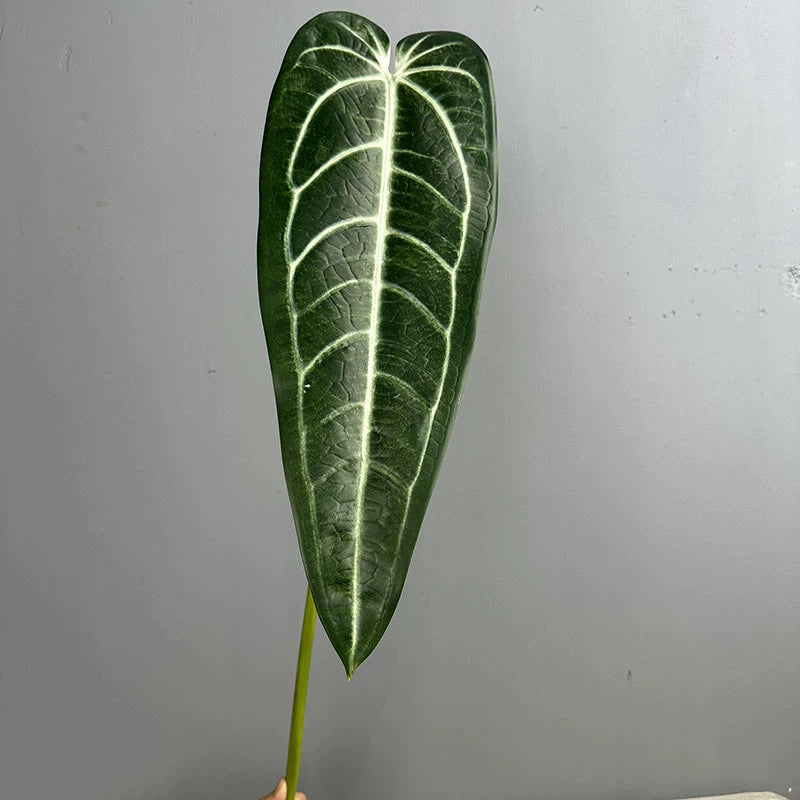2-Pack Realistic Anthurium Faux Greenery, 35" Long Artificial Leaves, Light Green & Green, Indoor Home Decor, Wedding Centerpieces, Floral Arrangements