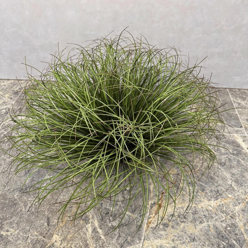Artificial Cattail Grass Bush, 12" Tall, Plastic, Indoor/Outdoor Decor for Home, Office, Weddings, Events