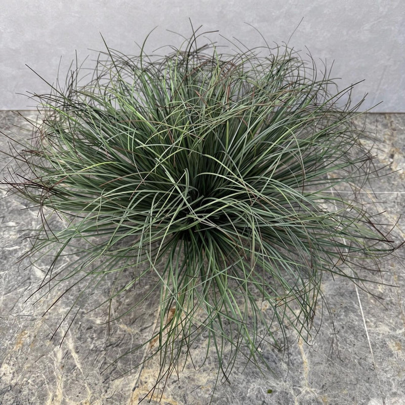 Artificial Cattail Grass Bush, 12" Tall, Plastic, Indoor/Outdoor Decor for Home, Office, Weddings, Events