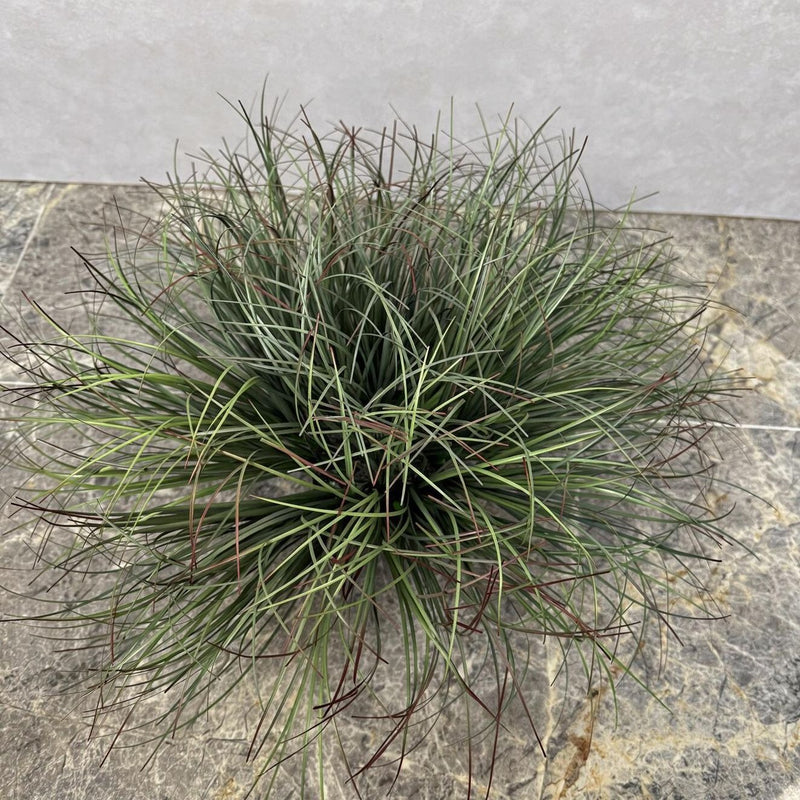 Artificial Cattail Grass Bush, 12" Tall, Plastic, Indoor/Outdoor Decor for Home, Office, Weddings, Events