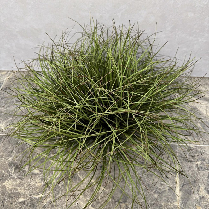 Artificial Cattail Grass Bush, 12" Tall, Plastic, Indoor/Outdoor Decor for Home, Office, Weddings, Events