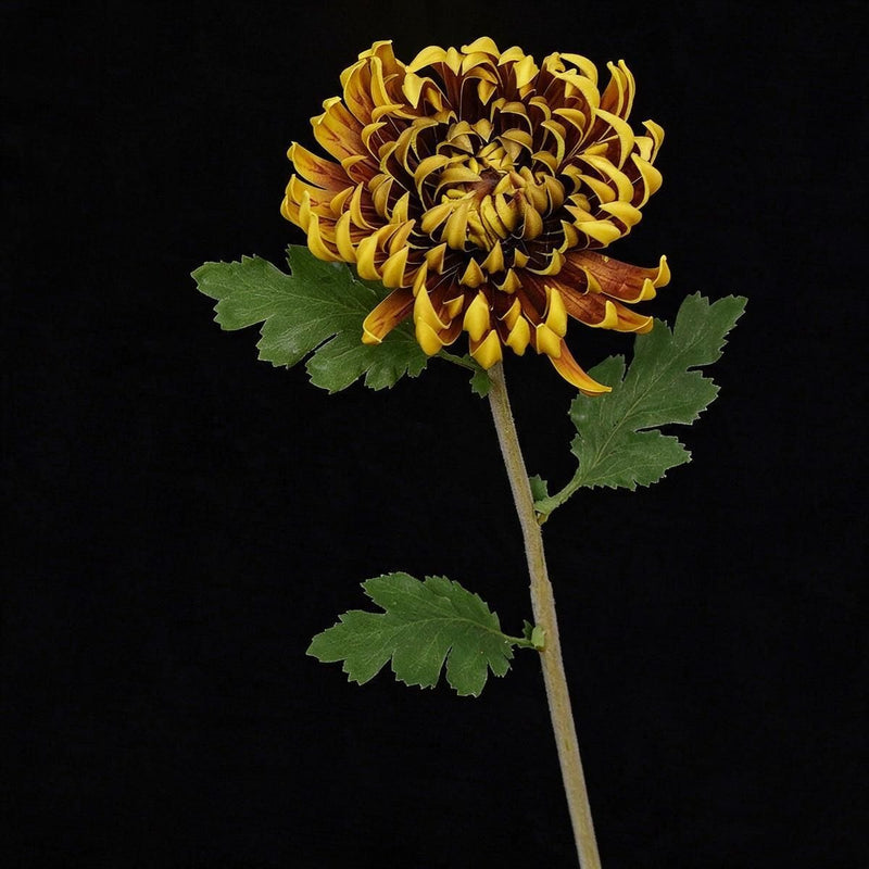 Single Stem Artificial Chrysanthemum, 23" Tall with 4.5" Bloom, Silk-Like Fabric for Weddings, Home Decor & Events