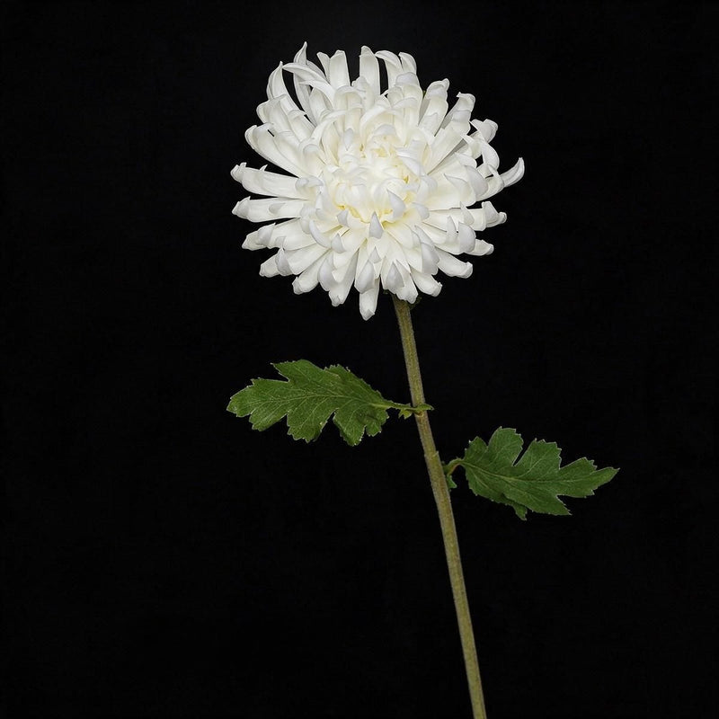 Single Stem Artificial Chrysanthemum, 23" Tall with 4.5" Bloom, Silk-Like Fabric for Weddings, Home Decor & Events
