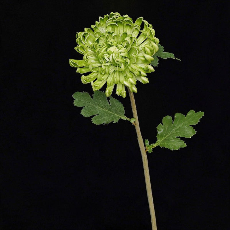 Single Stem Artificial Chrysanthemum, 23" Tall with 4.5" Bloom, Silk-Like Fabric for Weddings, Home Decor & Events