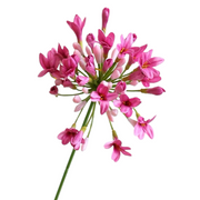 29 Inch Agapanthus Stems Lily of The Nile Flowers 10 Pcs Silk Artificial Bulk