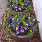 5 Pcs Artificial Pansy Flowers 9.8 Inch UV Resistant Outdoor Silk Plants