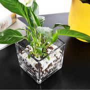 Clear Glass Cube Vases Bulk Set of 12, Square Glass Flower Containers for Artificial Flowers