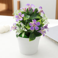 7.8-Inches Morning Glory Potted Plant for Home Decoration and adds Natural Beauty