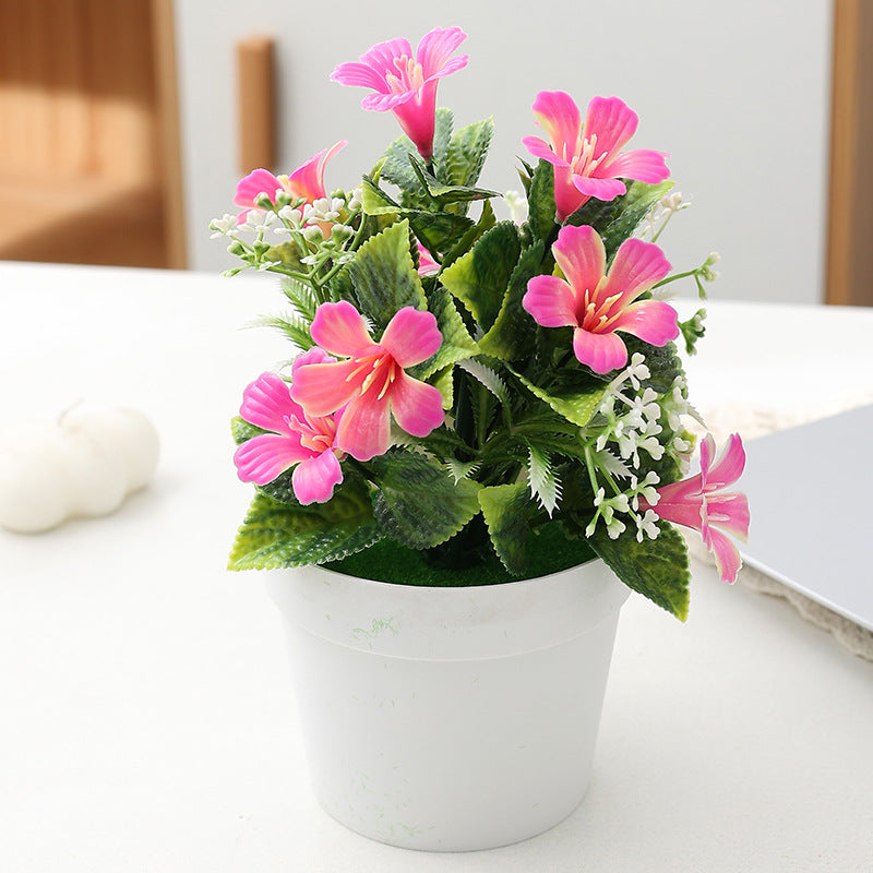 7.8-Inches Morning Glory Potted Plant for Home Decoration and adds Natural Beauty