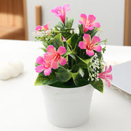 7.8-Inches Morning Glory Potted Plant for Home Decoration and adds Natural Beauty