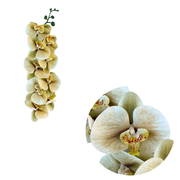 50 Pcs Phalaenopsis Orchid Artificial Flowers Stems, 9 Heads, 48 Colors, Real Touch