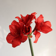 Velvet Amaryllis Stem 24 Inch Artificial Flower Silk Material