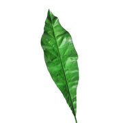 Artificial Apista Banana Leaf Foliage Plant 25 Inch Greenery Bulk Quantity