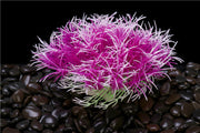 5 Inch Artificial Aquarium Plants Greenery Ornaments Bulk Pack