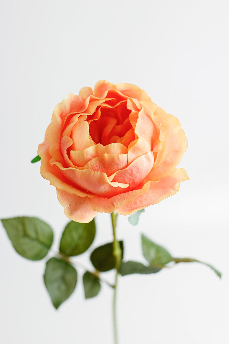 26 Inch Artificial Austin Rose Stems – 1 Stem, Silk Flowers
