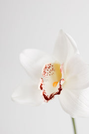 10 Inch Cymbidium Artificial Flowers 10 Pcs Real Touch Stems Bulk Wholesale