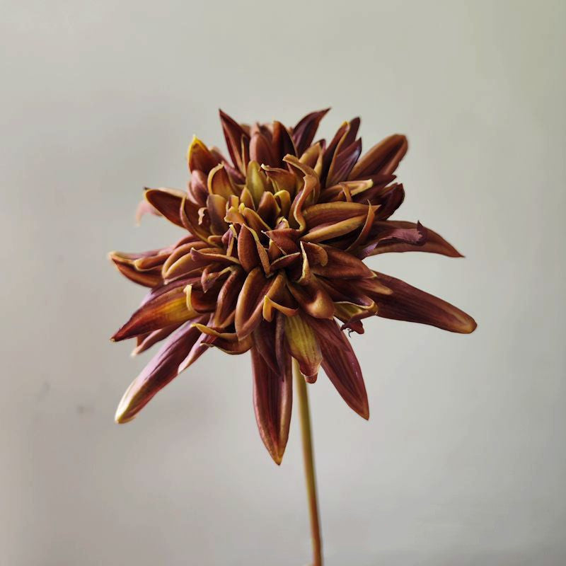 21.6 Inch Vintage Dahlia Stems, 6 Pcs Real Touch Silk Artificial Flowers, Winter Colors