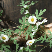 Artificial Daisy Garland Vine 6 Ft Silk Flowers Bulk Hanging Floral Decor for Wedding Garden Outdoor Ceremony