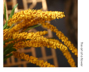 39 Inch Extra Long Artificial Millet Stems 10 Pcs Bulk Harvest Festival Decoration