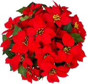Artificial Poinsettia Flowers 12 Inch Red Silk 10 Pcs Hanging Basket for Indoor Outdoor Decor