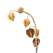 27 Inch Artificial Cape Gooseberry Stems 6 Pcs Real Touch Peru Groundcherry Fall Decor