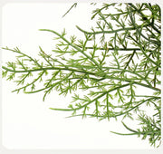 16 Inch Real Touch Asparagus Bush Artificial Greenery Lifelike Indoor Plant