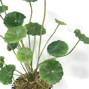 Artificial Lotus Leaves Bulk 50 Pcs Green Faux Plant Leaves for Floral Arrangements