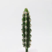 Artificial Mini Cactus Succulents 12 Pcs Bulk Tropical Desert Landscape Faux Plants
