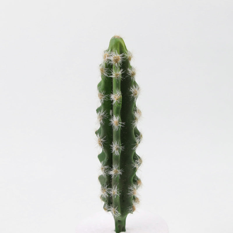 Artificial Mini Cactus Succulents 12 Pcs Bulk Tropical Desert Landscape Faux Plants