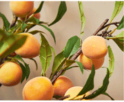 38 Inch Extra Long Peach Artificial Fruit Stems Bulk Quantity