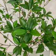 5 Ft Artificial Enkianthus Perulatus Tree Plant Greenery Bulk Decoration