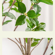 5 Ft Artificial Enkianthus Perulatus Tree Plant Greenery Bulk Decoration