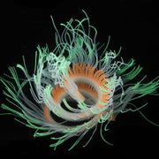 Artificial Aquarium Plants 10 Pcs Glow Sea Anemones Decorations for Fish Tank