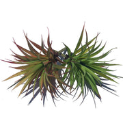 Artificial Succulents Sword Pick 12 Inch Greenery Decoration Bulk 10 Pcs