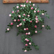 Rose Buds Garland Vine 6 Ft Silk Artificial Hanging Flowers Bulk Wholesale
