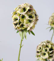 Artificial Scabiosa Pods Filler Flowers 10 Pcs 28 Inch Stella Stems Bulk Wholesale