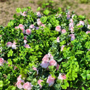 24 Bundles Artificial Shamrock Clover Bush with Pink Rose Flowers, Outdoor Silk Plants