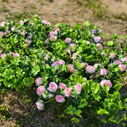 24 Bundles Artificial Shamrock Clover Bush with Pink Rose Flowers, Outdoor Silk Plants