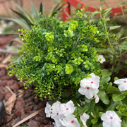 20 Inch Artificial Boxwood Bush 1 Pc UV Resistant Large Outdoor Green Foliage Plant