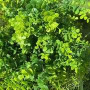20 Inch Artificial Boxwood Bush 1 Pc UV Resistant Large Outdoor Green Foliage Plant