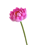 Lotus Lily Artificial Flower Stems with Leaf and Seedpod, Real Touch, Bulk Wholesale Quantity
