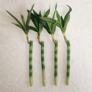 Artificial Bamboo Stems 10 Pcs 12 Inch Lucky Bamboo Plant Bulk Wholesale