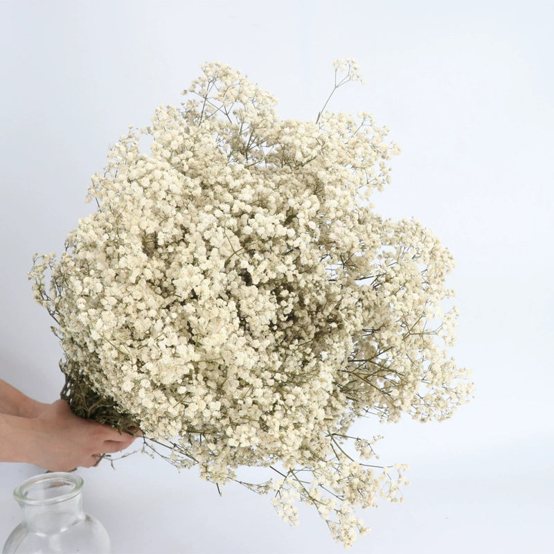 Bulk 1 Bundle Dried Baby's Breath Gypsy Flowers for Wedding Floral Arrangement Home Party Decor Wholesale