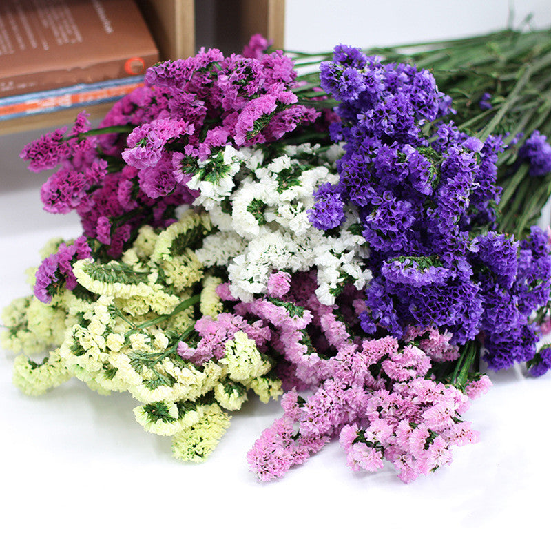 Forget Me Not Dried Flowers Bulk Quantity for Crafts DIY Floral Arrangements
