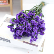 Forget Me Not Dried Flowers Bulk Quantity for Crafts DIY Floral Arrangements